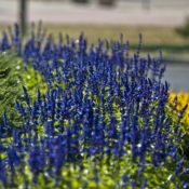 Bábolna Nyár (Kárpáti Iván fotói)