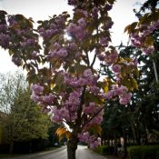 Bábolna Tavasz (Kárpáti Iván fotói)