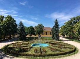 Öreg akác a Ménesbirtok udvarán